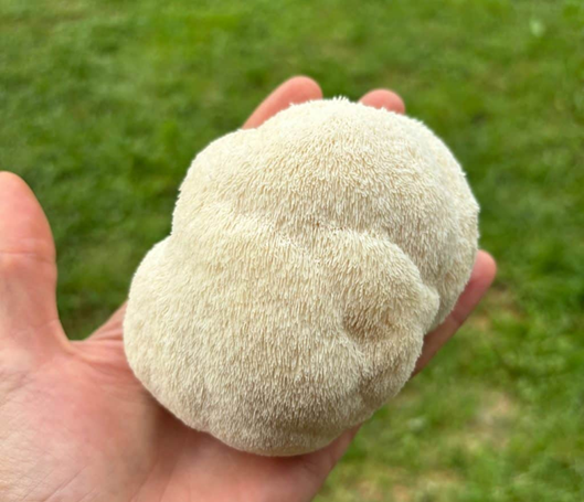 Ciclo vital de las setas