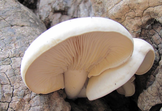 Ciclo vital de las setas