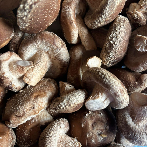 Ciclo vital de las setas