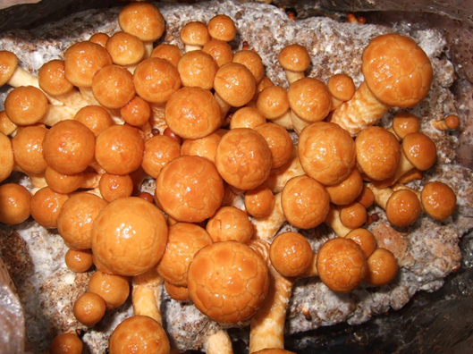 Ciclo vital de las setas