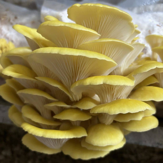 Ciclo vital de las setas