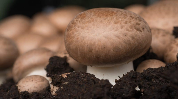 Ciclo vital de las setas