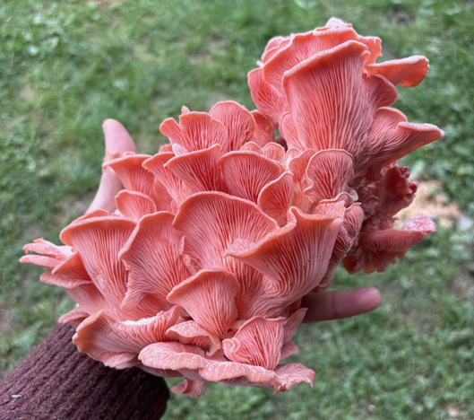 Ciclo vital de las setas