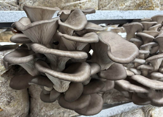 Ciclo vital de las setas