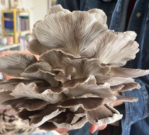 Ciclo vital de las setas