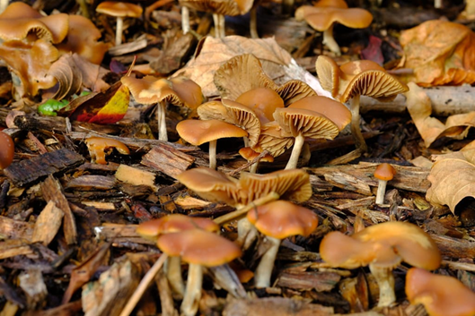 Ciclo vital de las setas