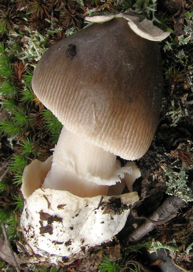 Ciclo vital de las setas