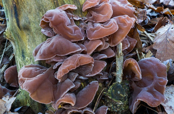 Ciclo vital de las setas