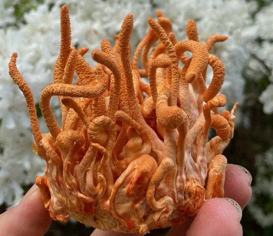 Ciclo vital de las setas