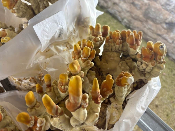 Ciclo vital de las setas