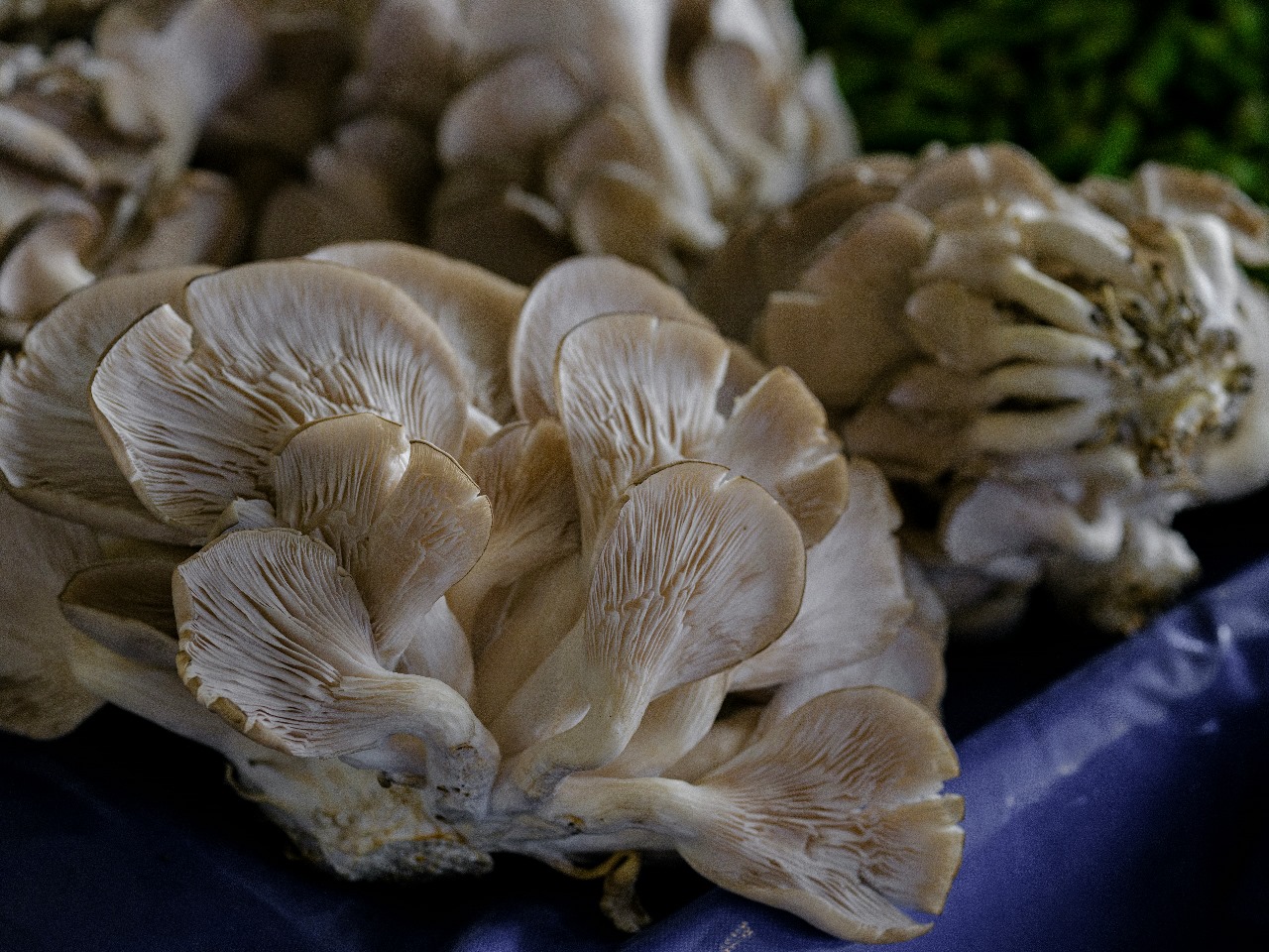 Cultivar hongos