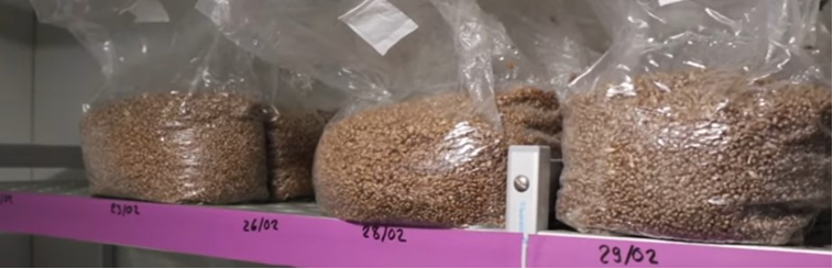 Ciclo vital de las setas