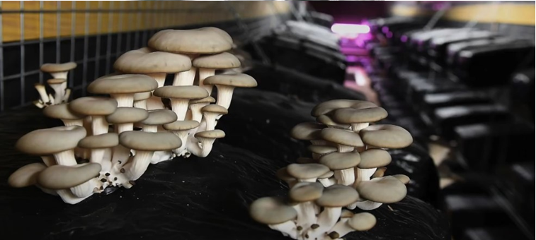 Ciclo vital de las setas