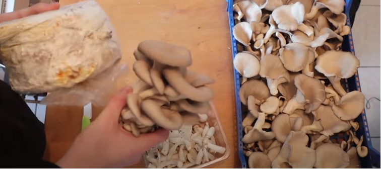 Ciclo vital de las setas