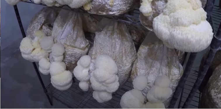 Ciclo vital de las setas