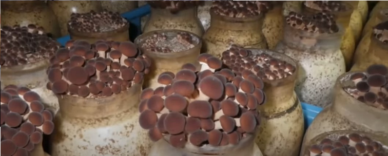 Ciclo vital de las setas