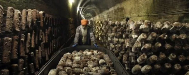 Ciclo vital de las setas