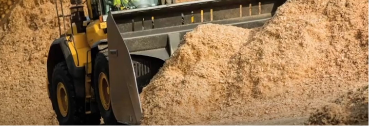 Ciclo vital de las setas