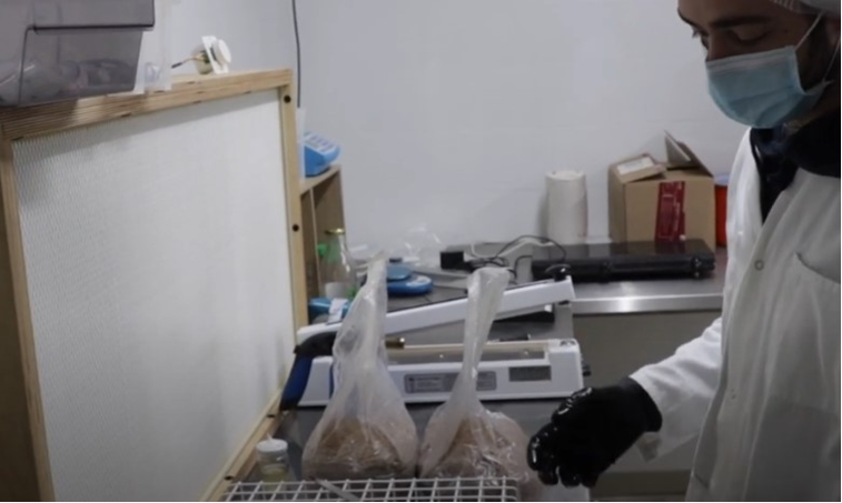 Ciclo vital de las setas