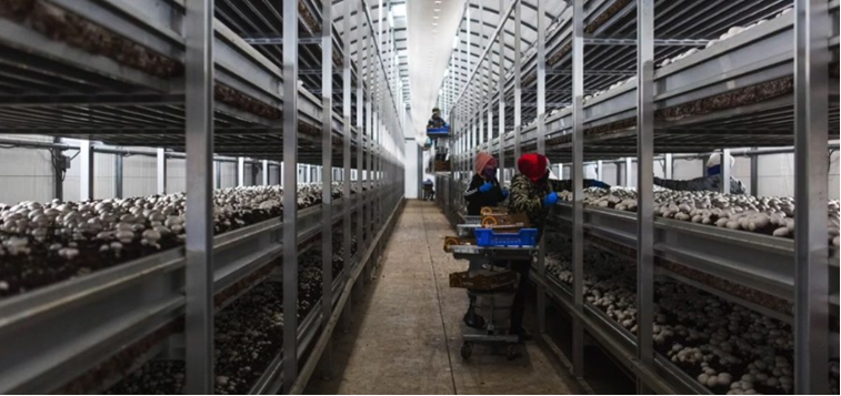 Ciclo vital de las setas