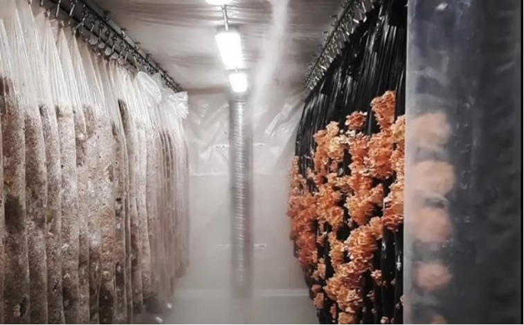 Ciclo vital de las setas