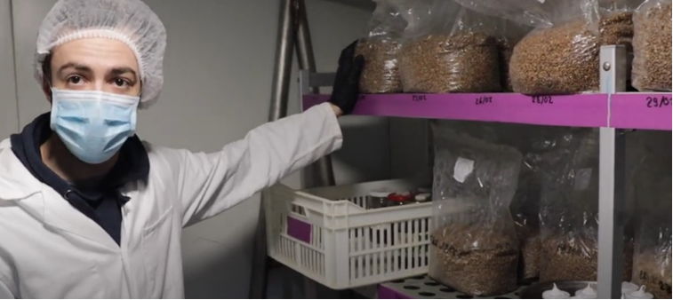 Ciclo vital de las setas