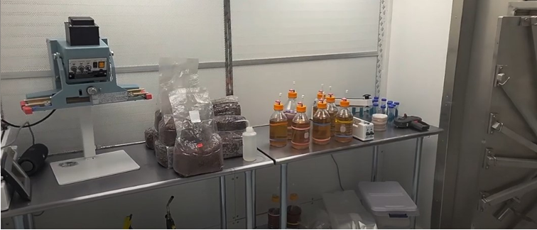 Ciclo vital de las setas