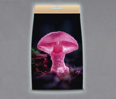 Hongos de la conciencia