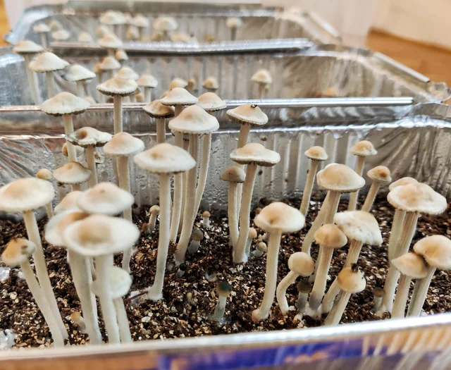 Ciclo vital de las setas