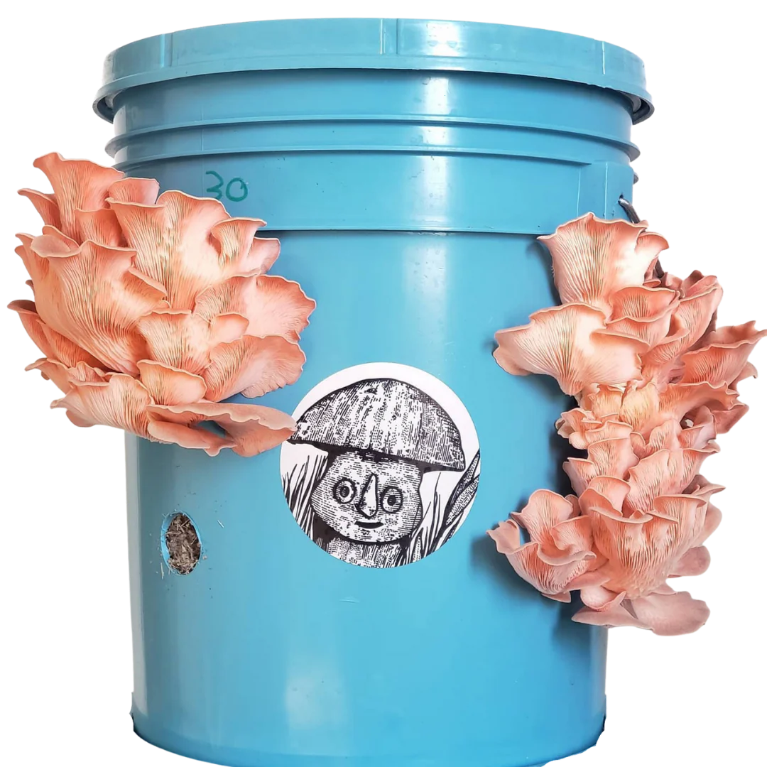 Ciclo vital de las setas