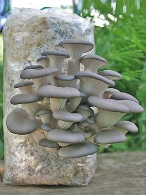 Ciclo vital de las setas