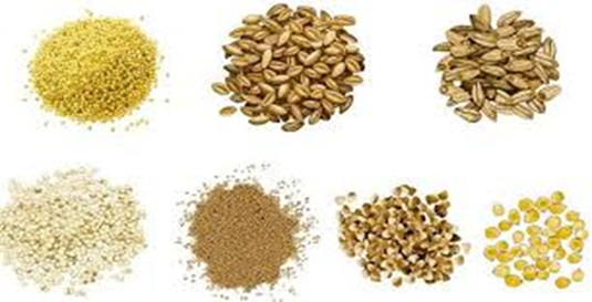 Ciclo vital de las setas