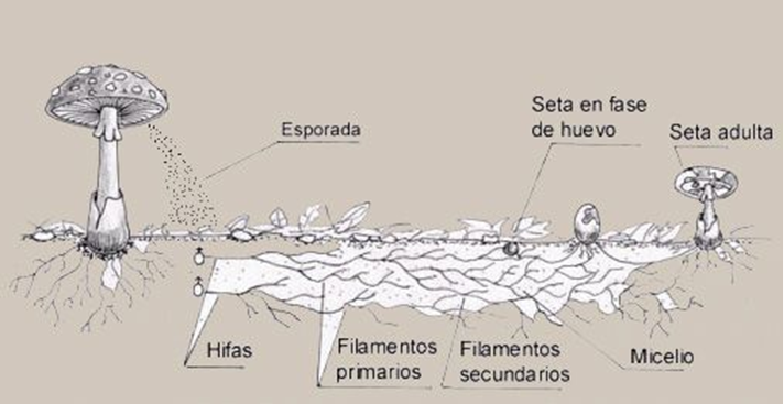 Ciclo vital de las setas
