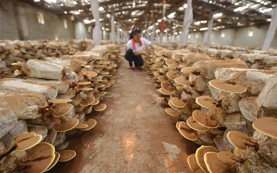 Ciclo vital de las setas